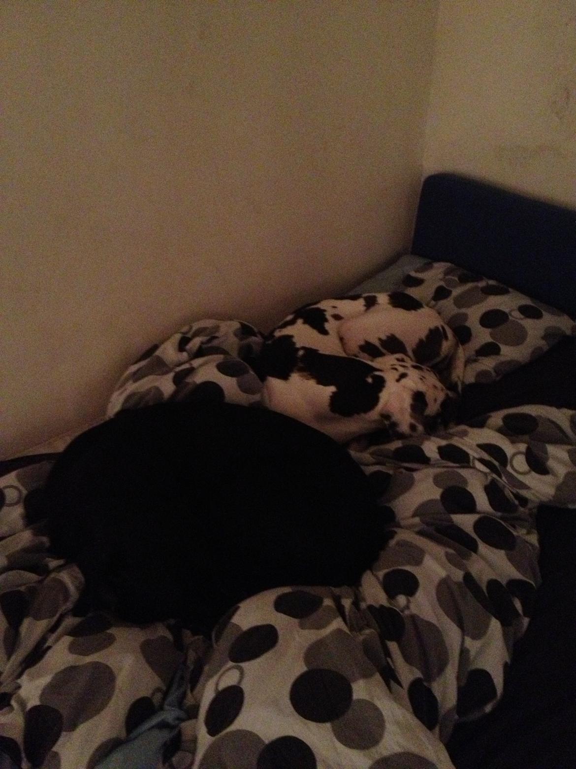 Blanding af racer Cody billede 9