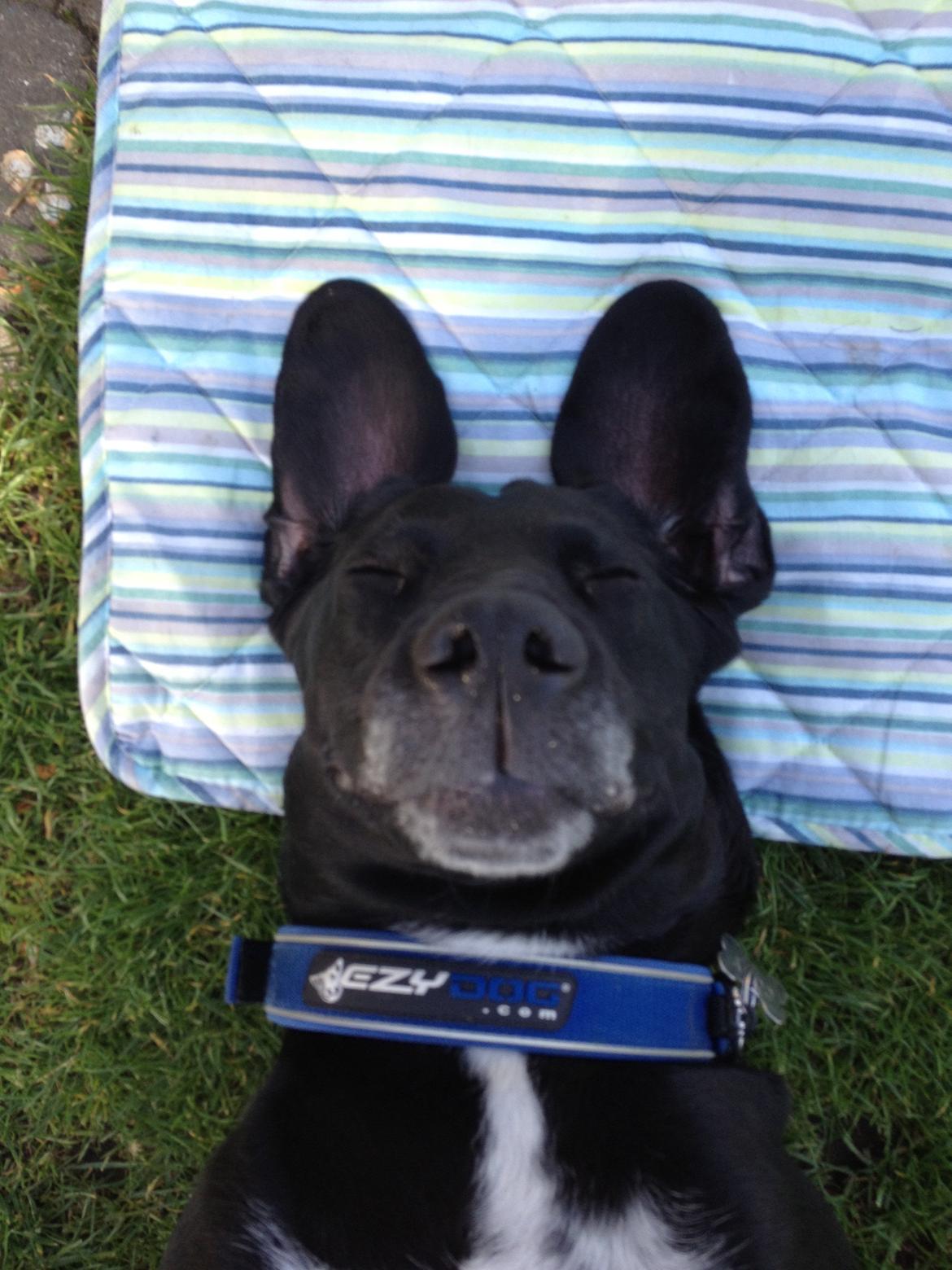 Blanding af racer Cody billede 3