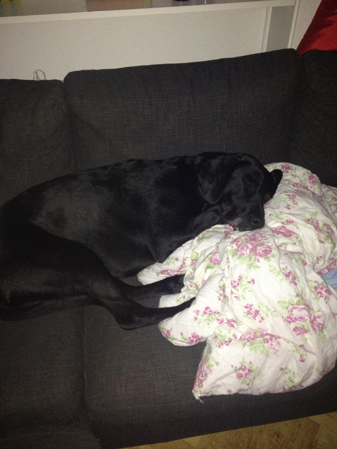 Blanding af racer Cody billede 10