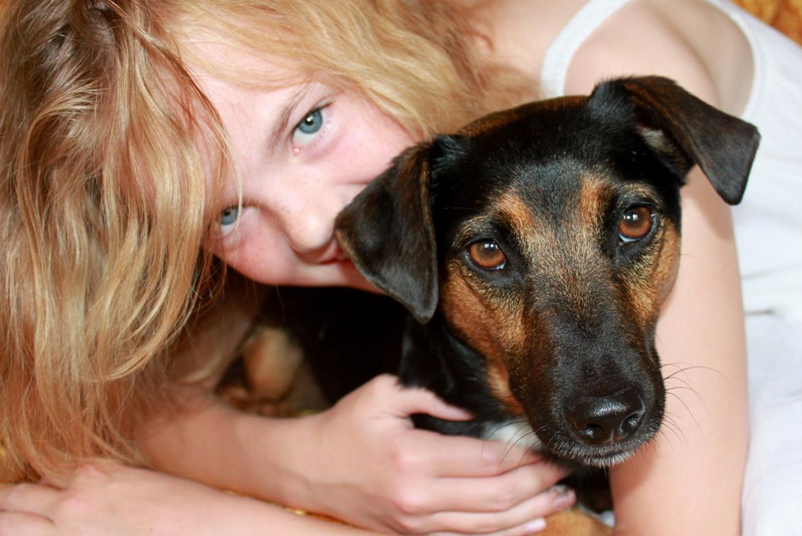 Jack russell terrier blanding Ingolf (Snold) billede 21