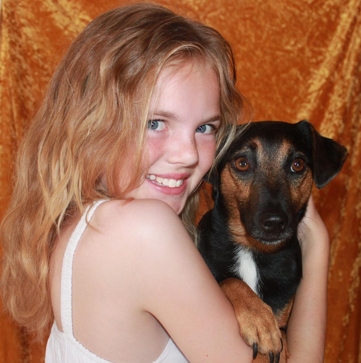 Jack russell terrier blanding Ingolf (Snold) billede 22