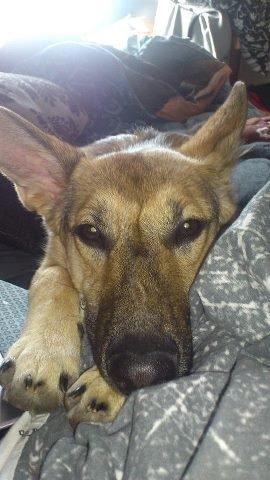 Schæferhund Freja billede 8