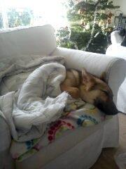 Schæferhund Freja billede 9