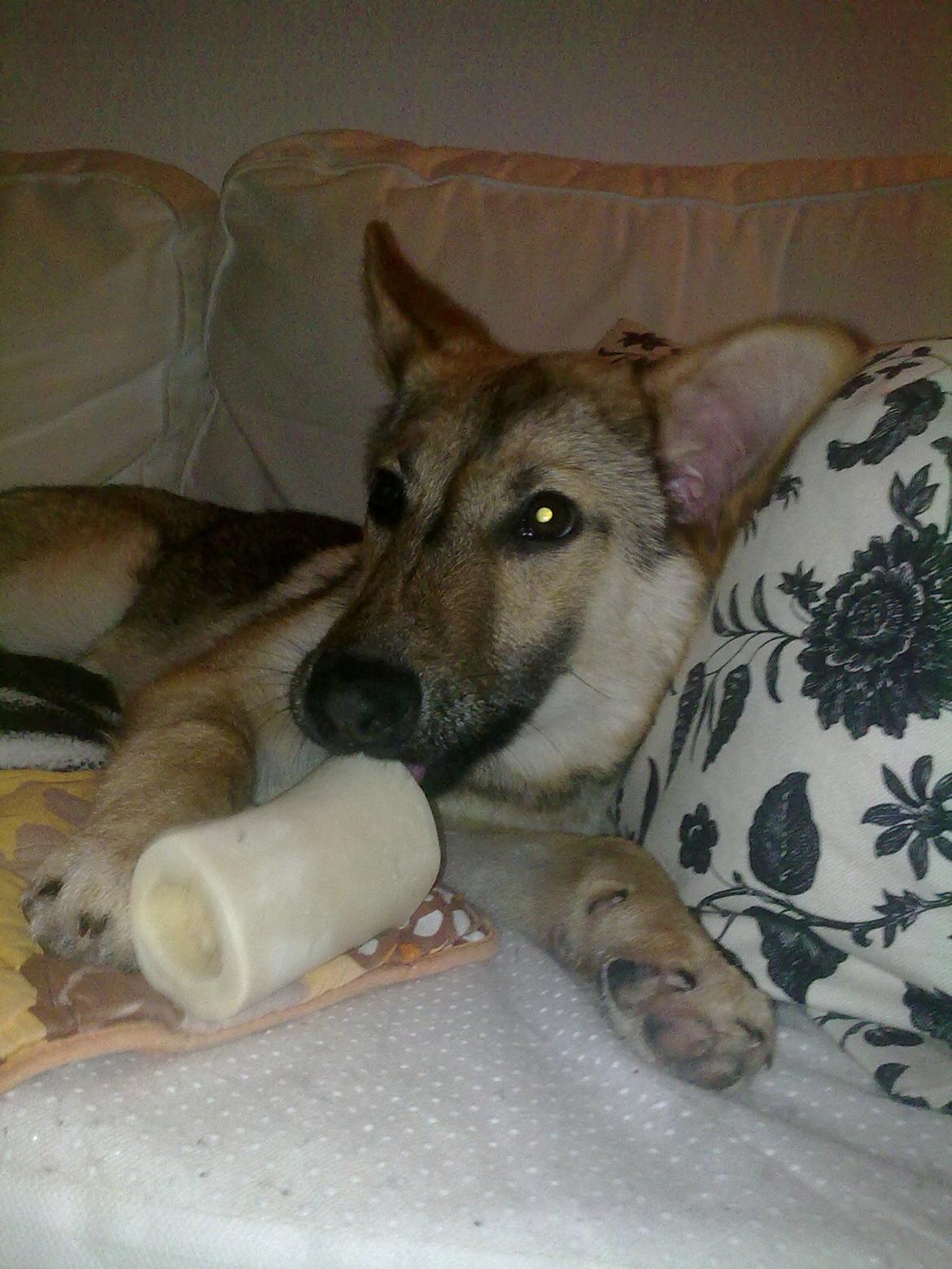 Schæferhund Freja billede 10