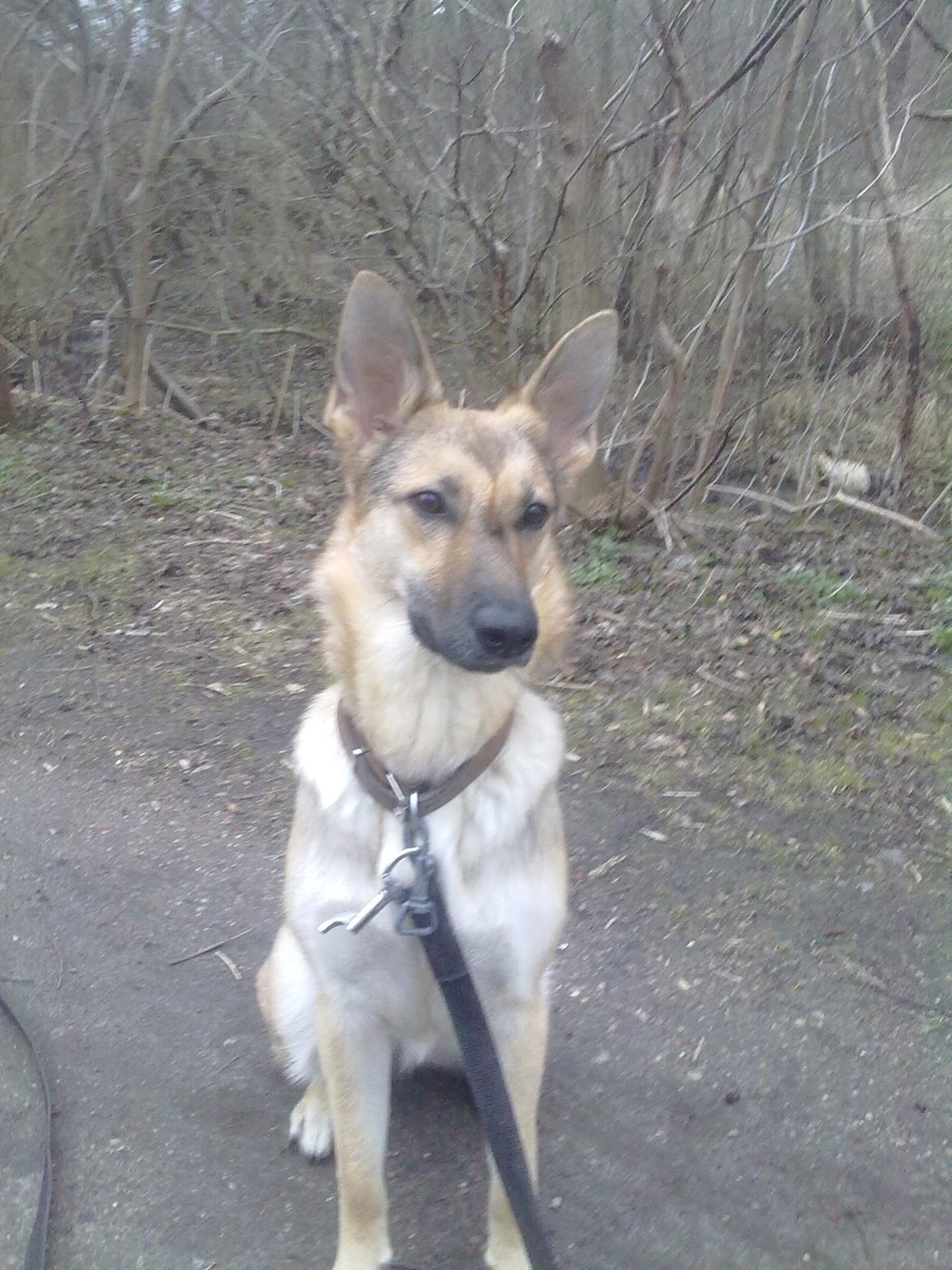 Schæferhund Freja billede 11