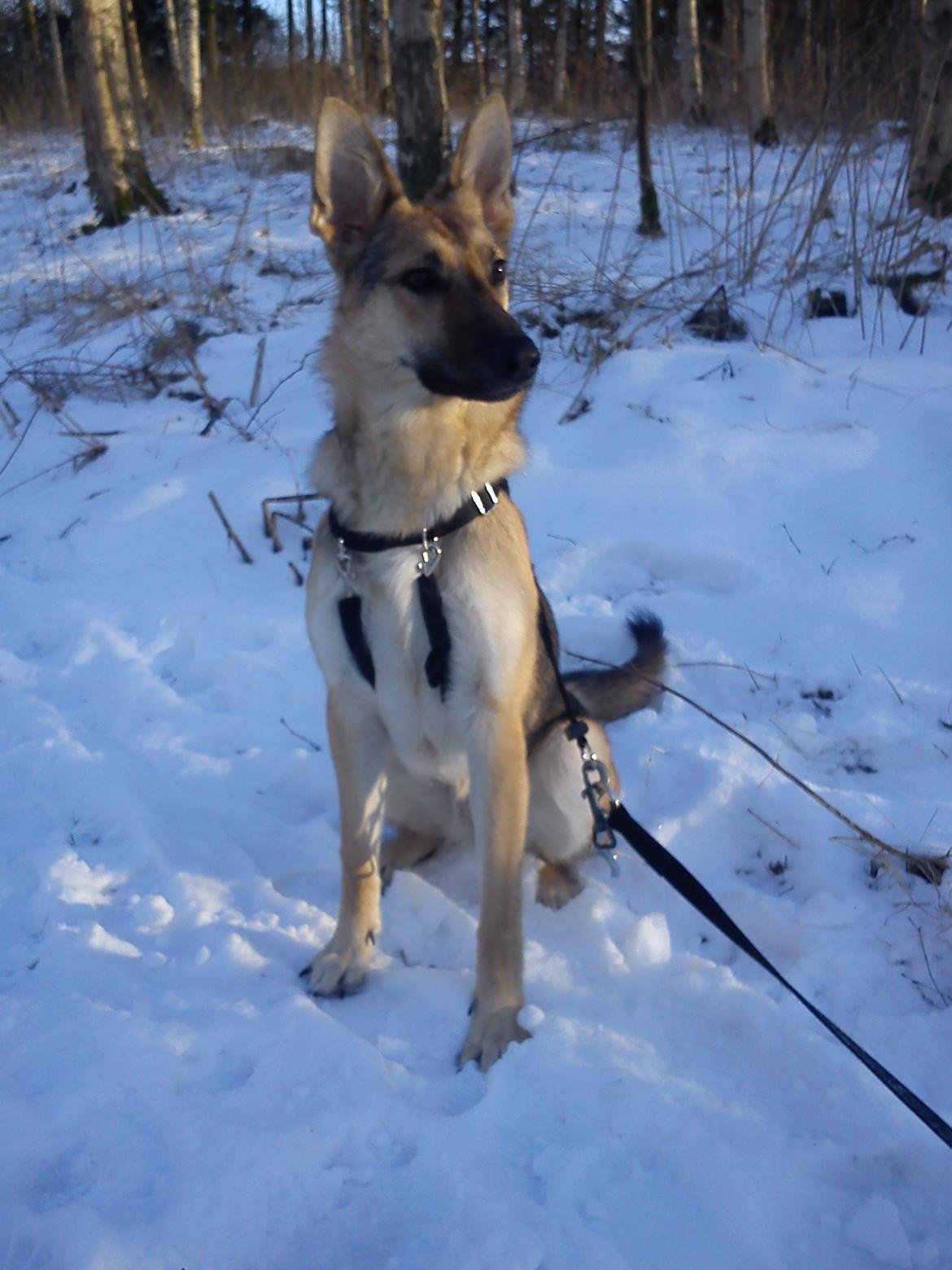 Schæferhund Freja billede 12