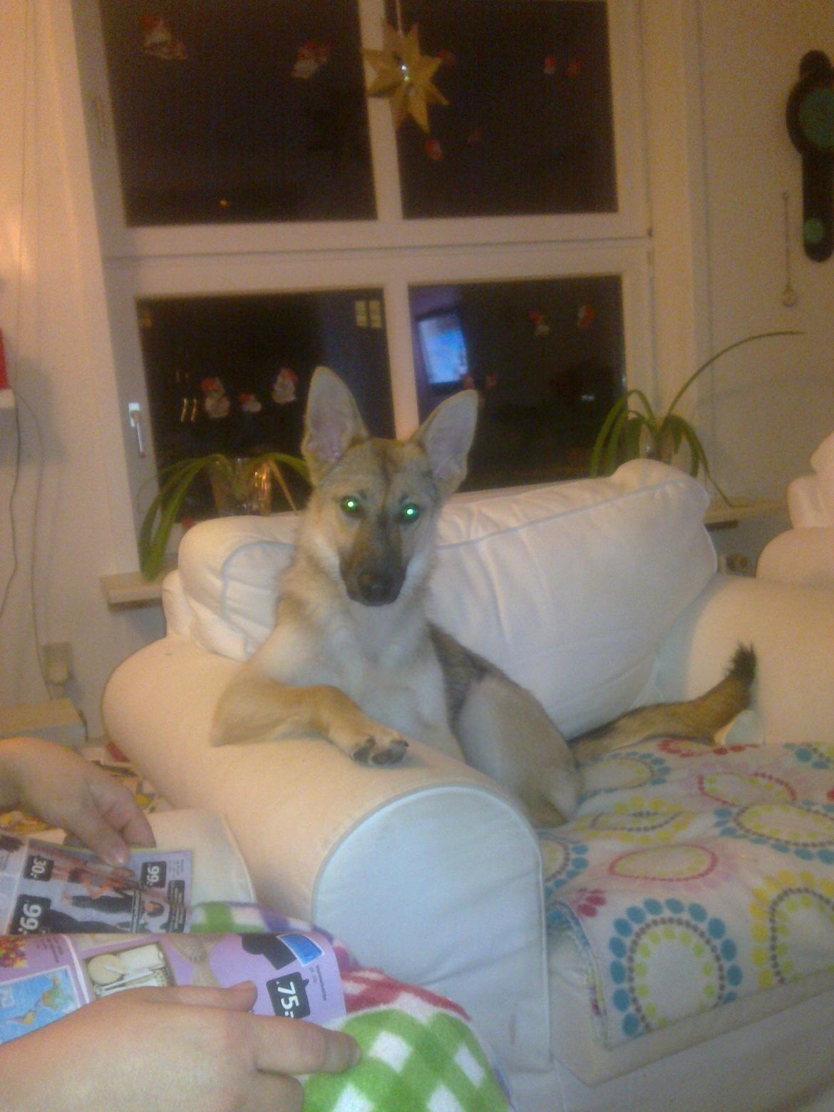 Schæferhund Freja billede 13