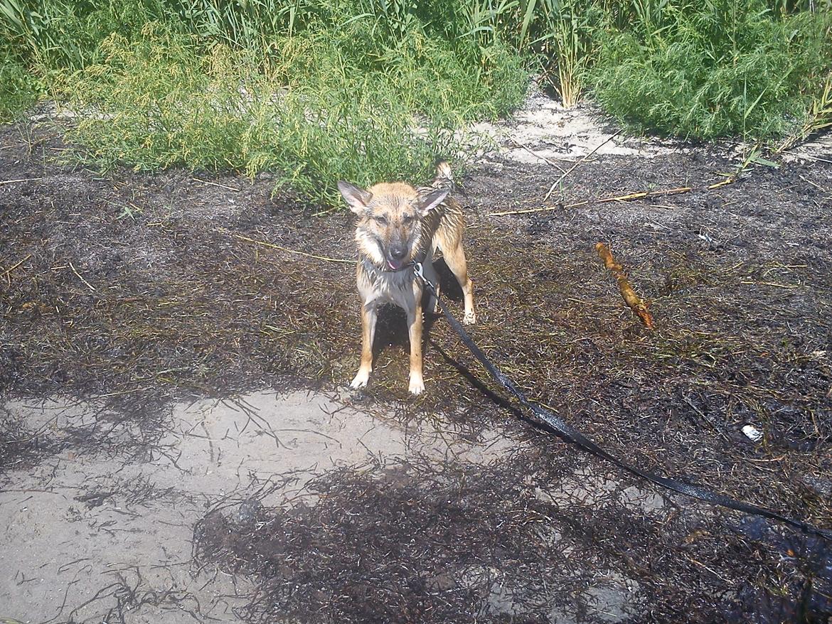 Schæferhund Freja billede 14