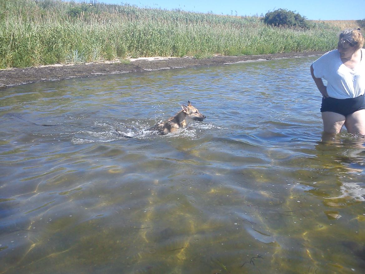 Schæferhund Freja billede 15