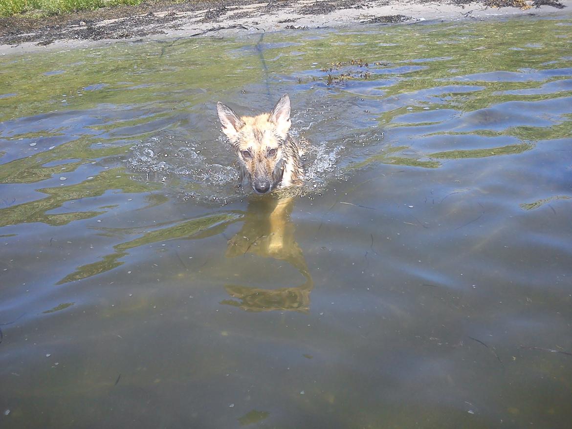 Schæferhund Freja billede 16