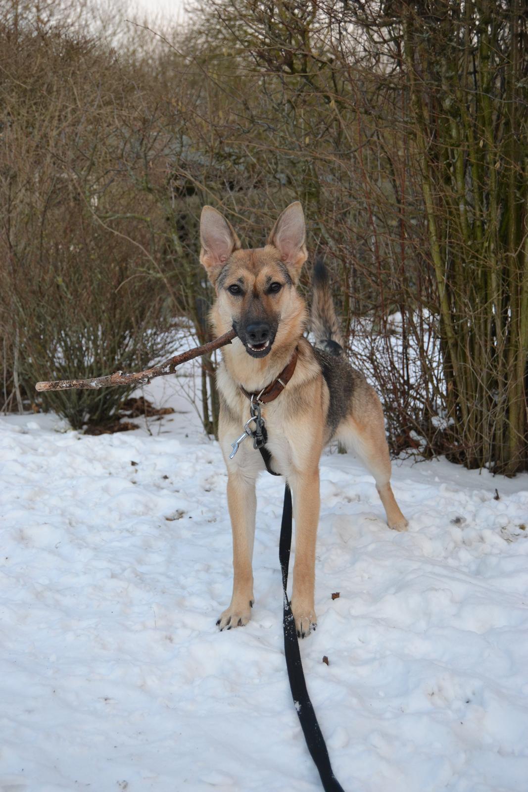 Schæferhund Freja billede 1