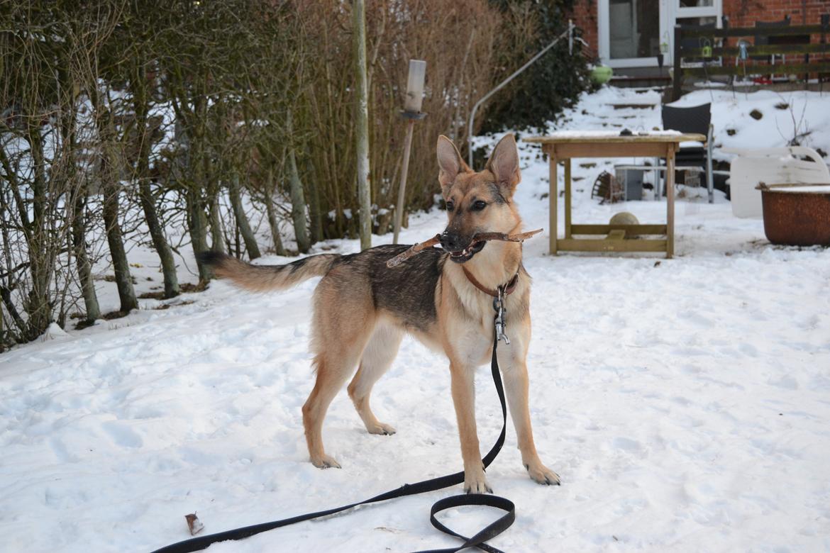 Schæferhund Freja billede 17