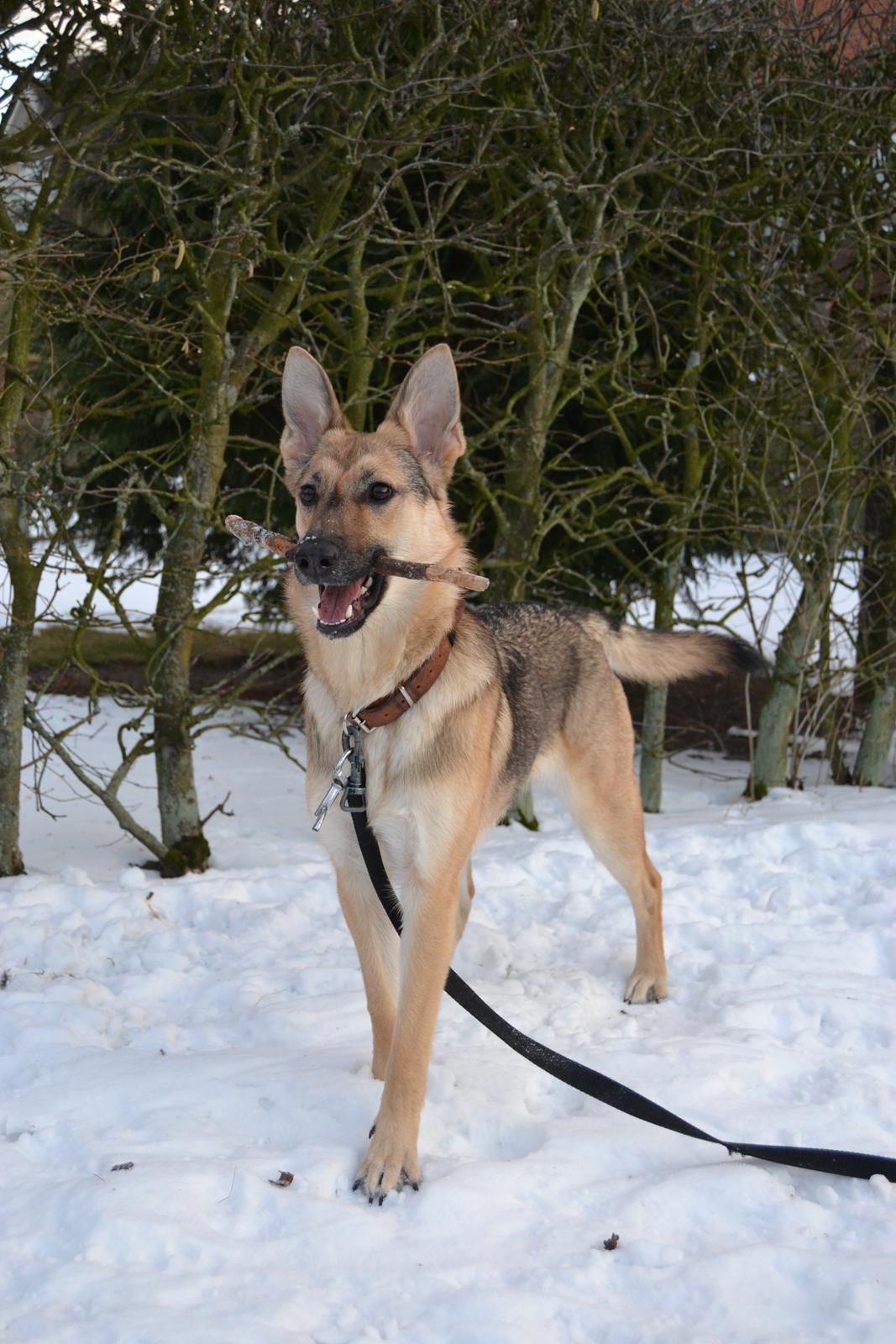 Schæferhund Freja billede 18