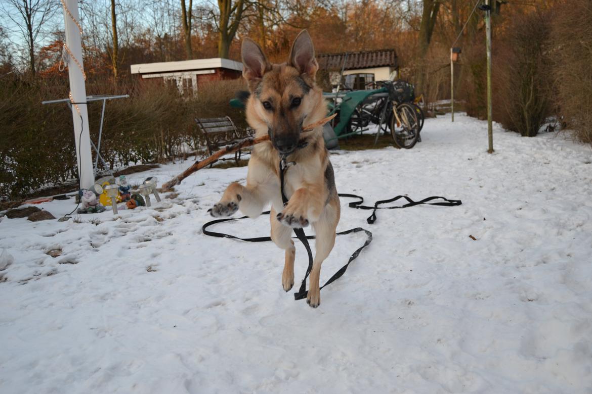 Schæferhund Freja billede 19