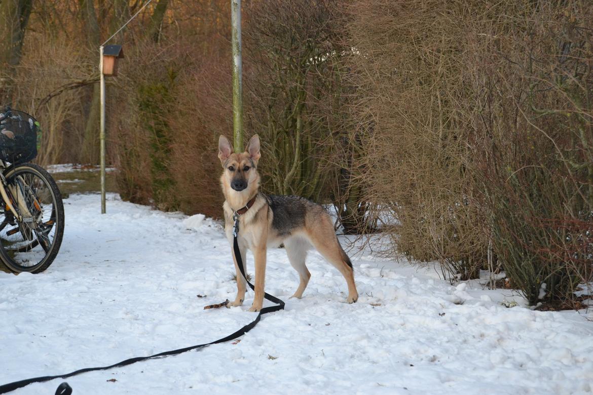 Schæferhund Freja billede 20