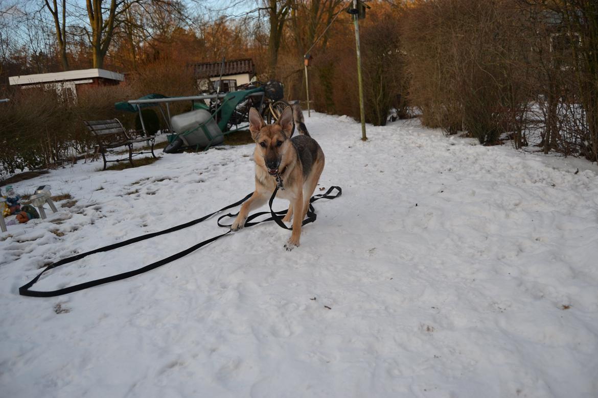 Schæferhund Freja billede 21