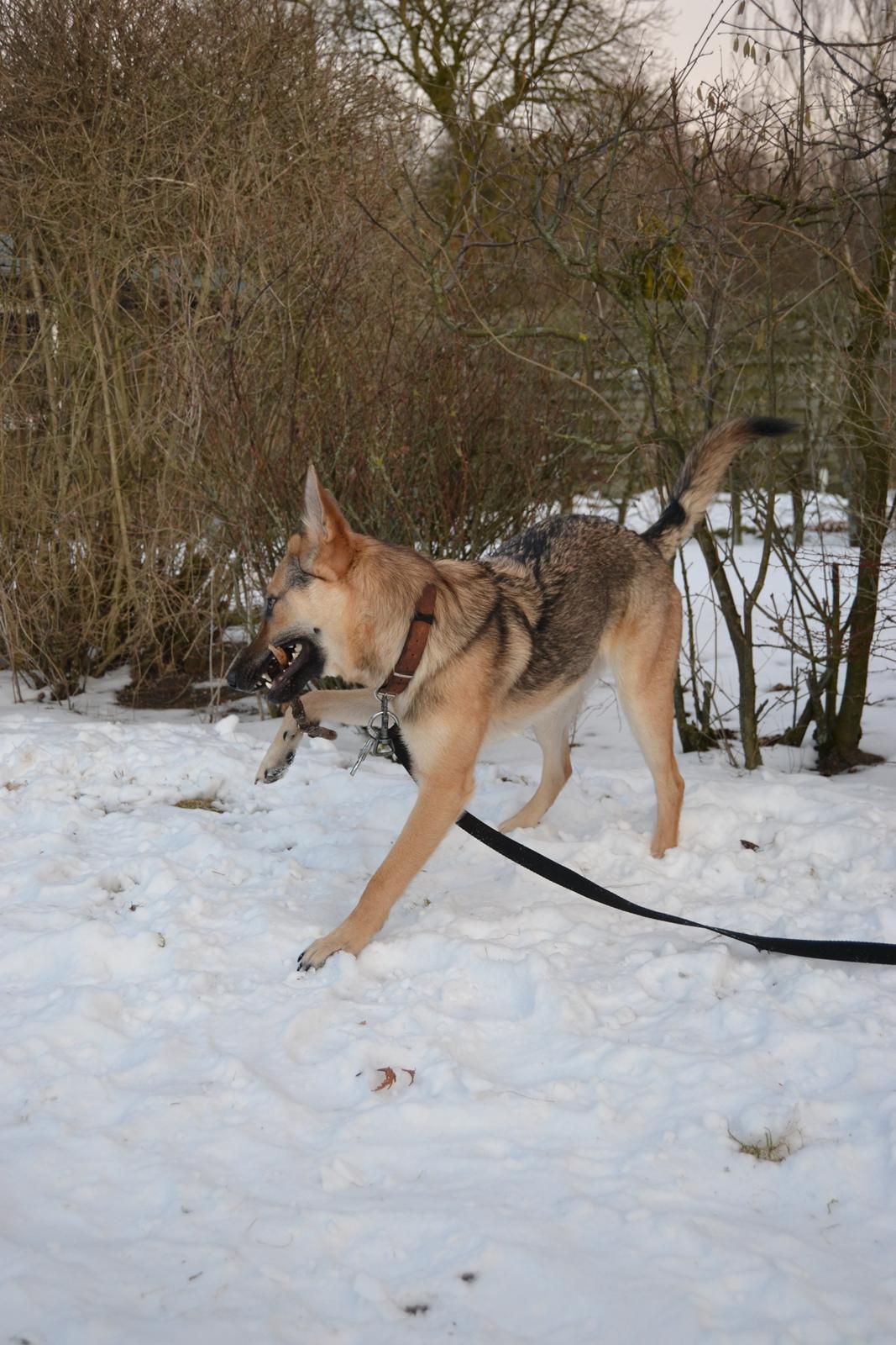Schæferhund Freja billede 22