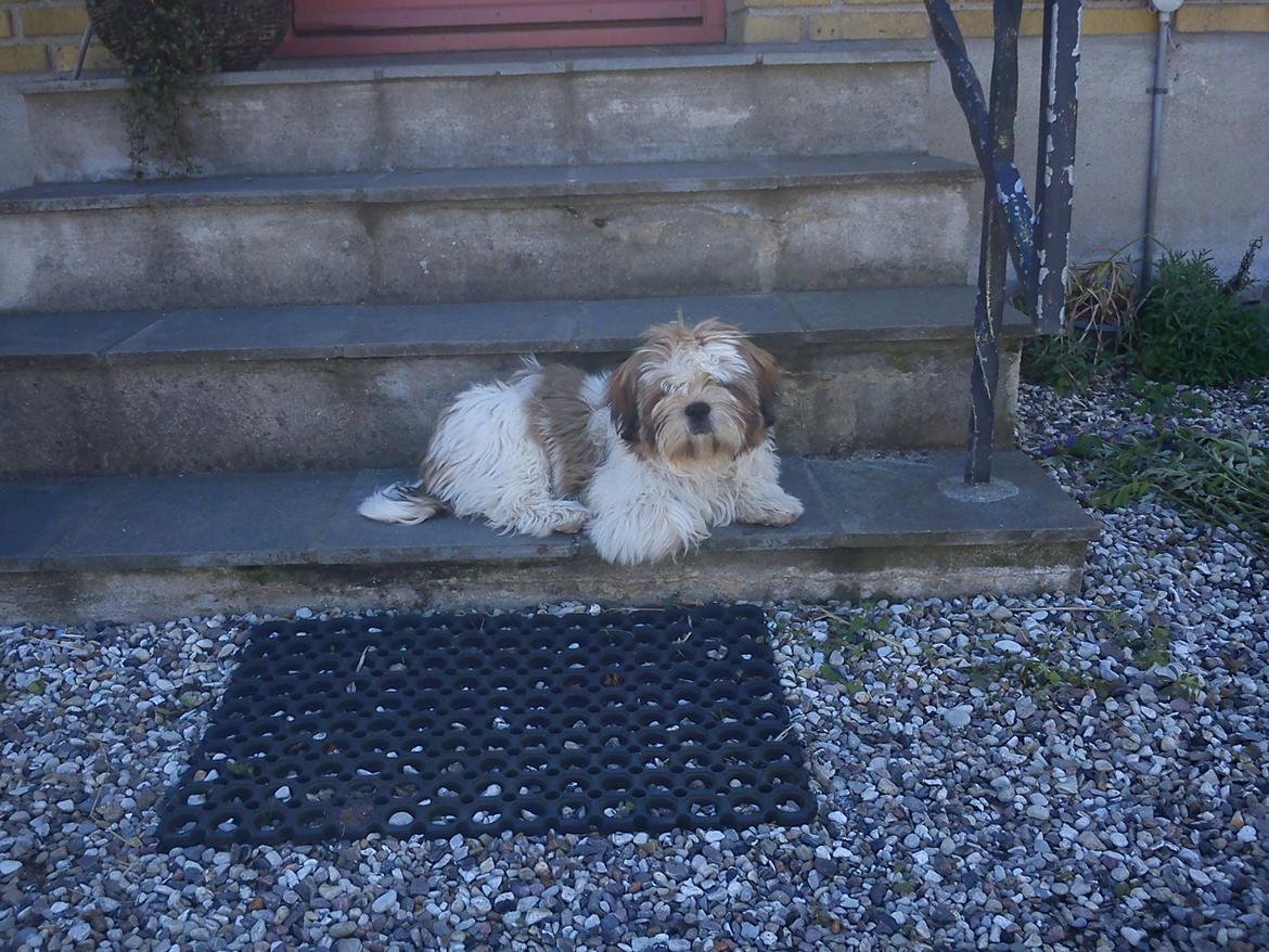 Shih tzu Flindts Darling Little Cille billede 2