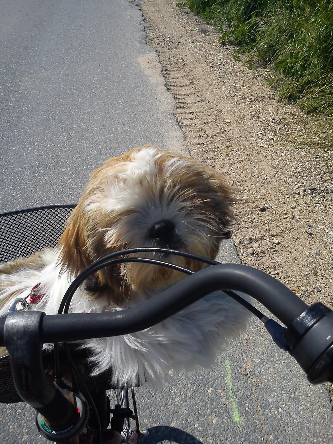 Shih tzu Flindts Darling Little Cille - Cille og jeg på cykeltur ud til hestene :)  billede 3