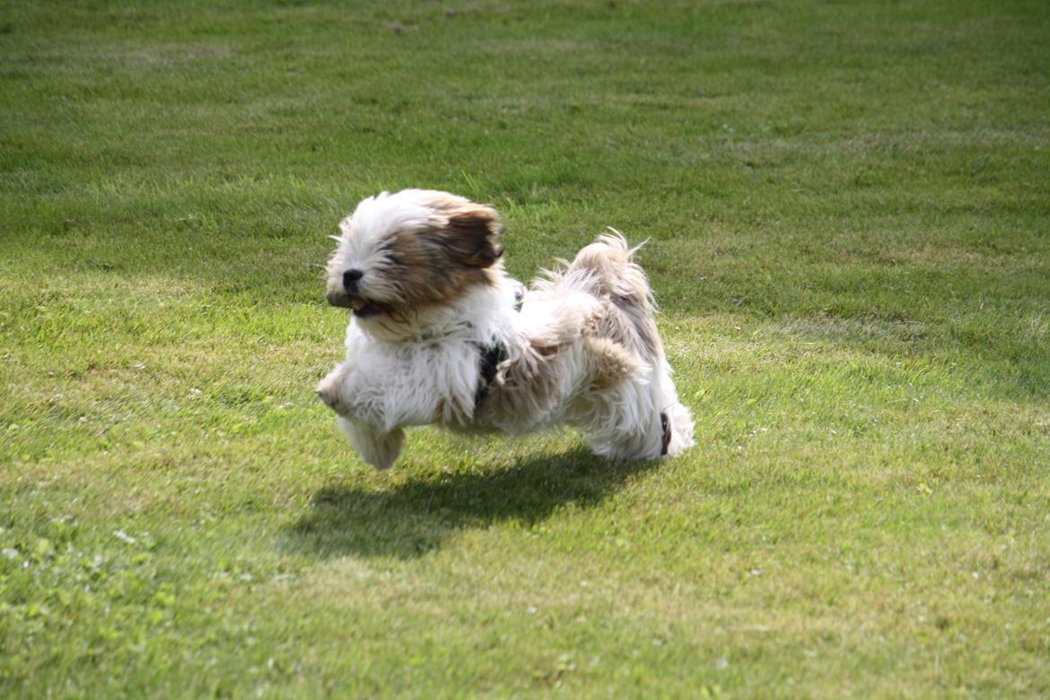 Shih tzu Flindts Darling Little Cille billede 4