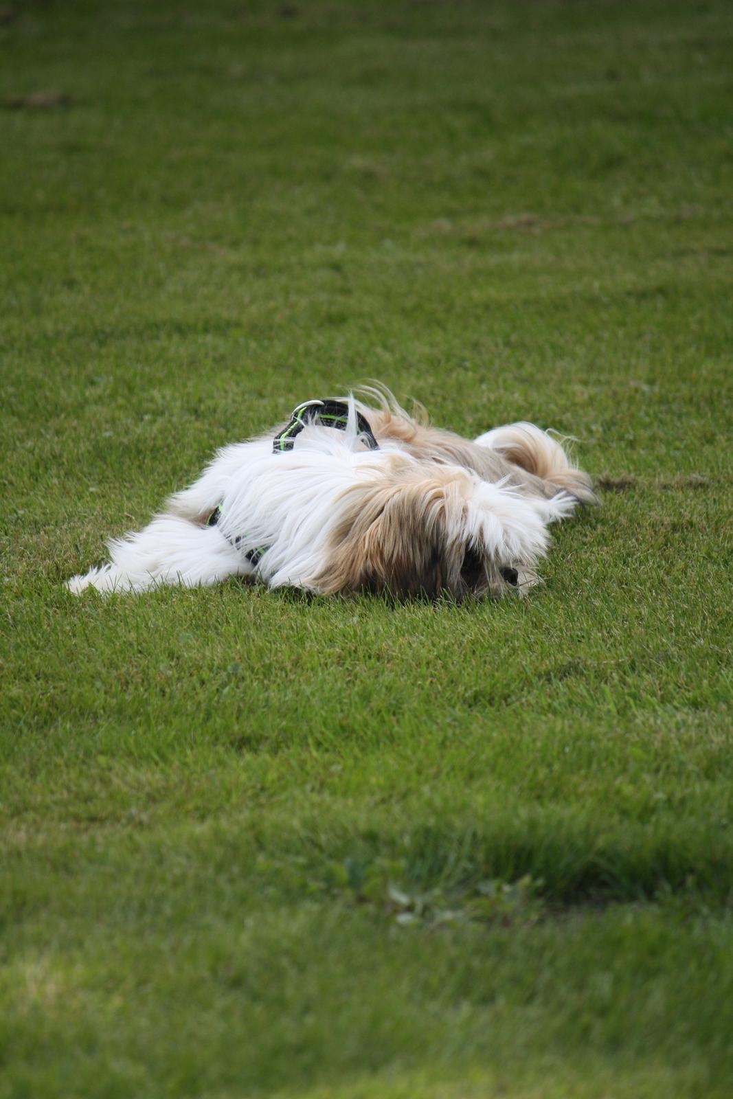 Shih tzu Flindts Darling Little Cille billede 5