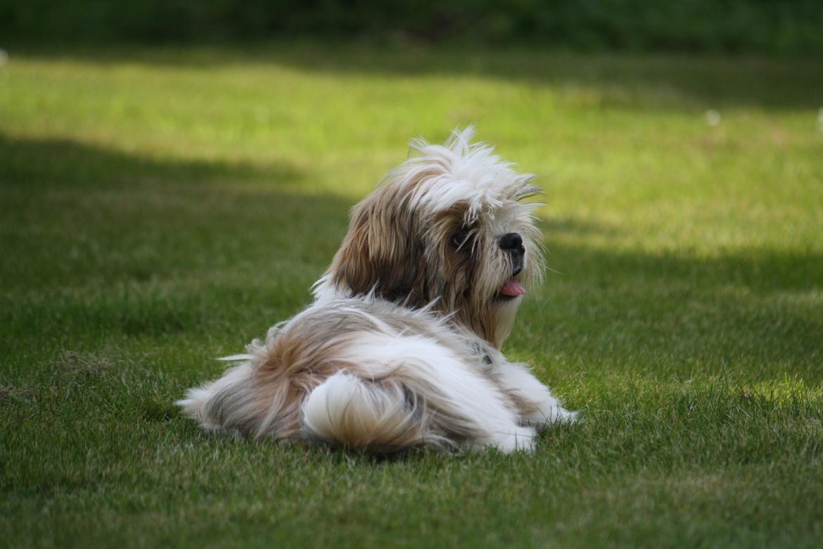 Shih tzu Flindts Darling Little Cille billede 6