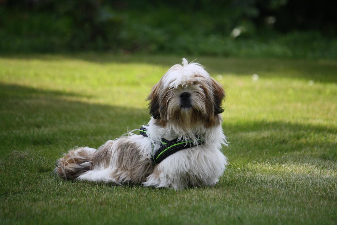 Shih tzu Flindts Darling Little Cille billede 7