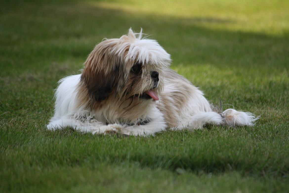 Shih tzu Flindts Darling Little Cille billede 8