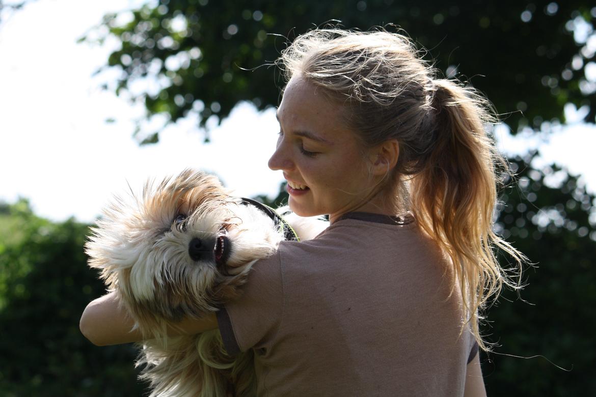 Shih tzu Flindts Darling Little Cille billede 10