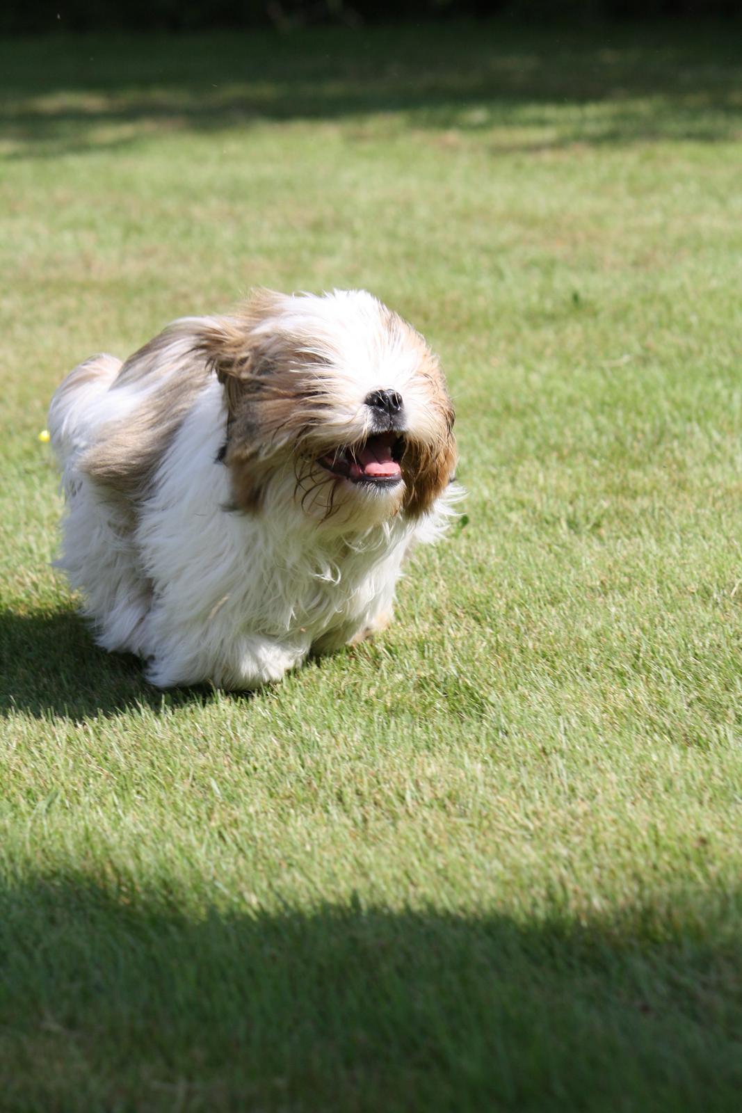 Shih tzu Flindts Darling Little Cille billede 12