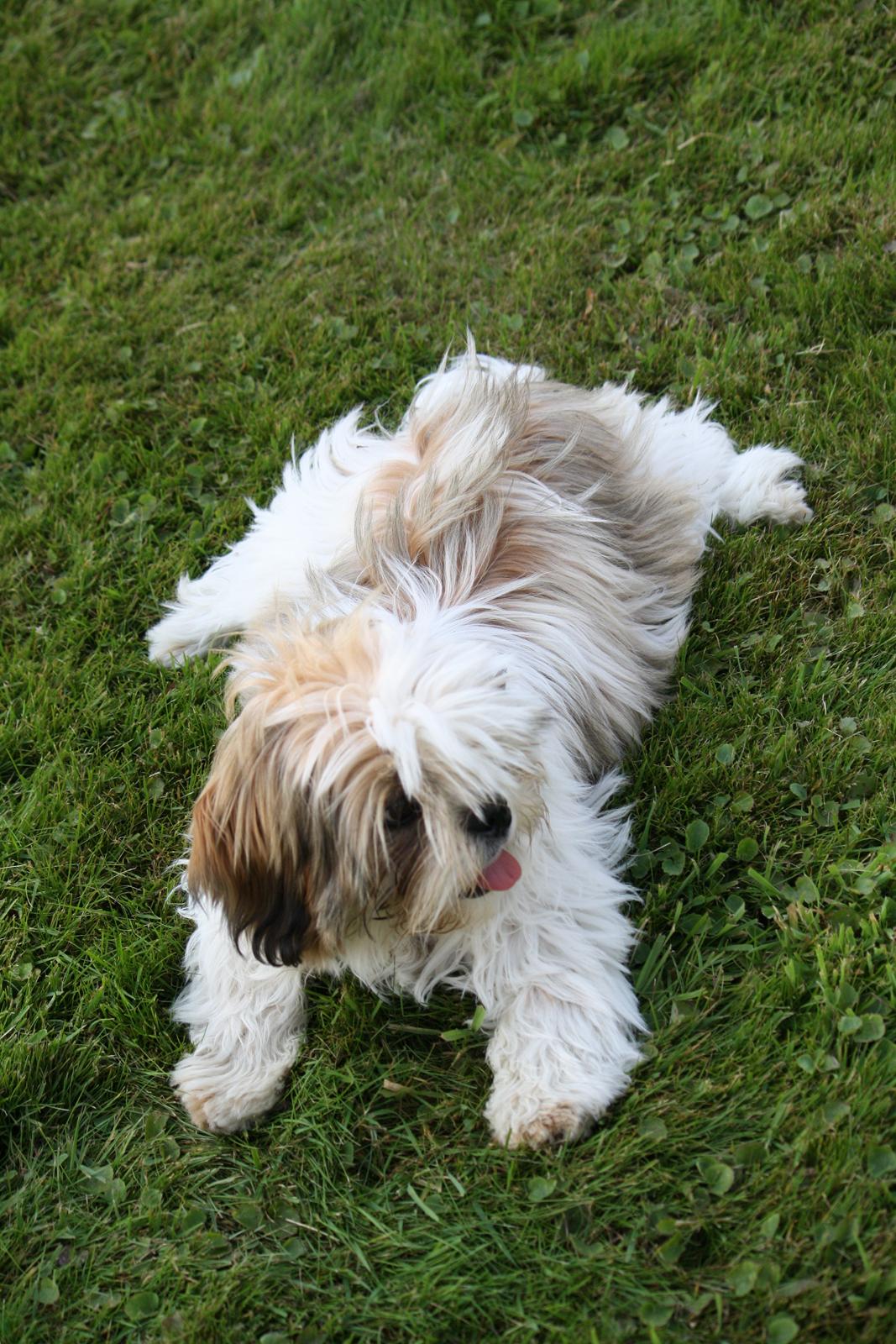 Shih tzu Flindts Darling Little Cille billede 13