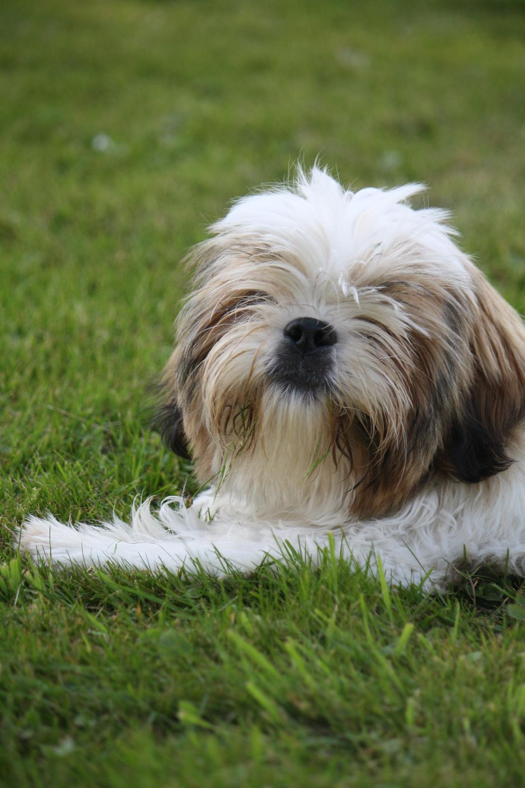 Shih tzu Flindts Darling Little Cille billede 1