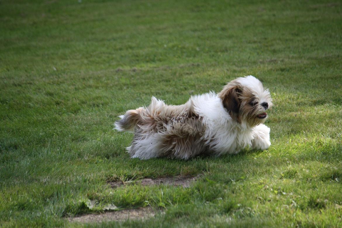 Shih tzu Flindts Darling Little Cille billede 15