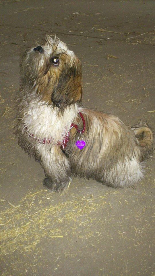 Shih tzu Flindts Darling Little Cille billede 16