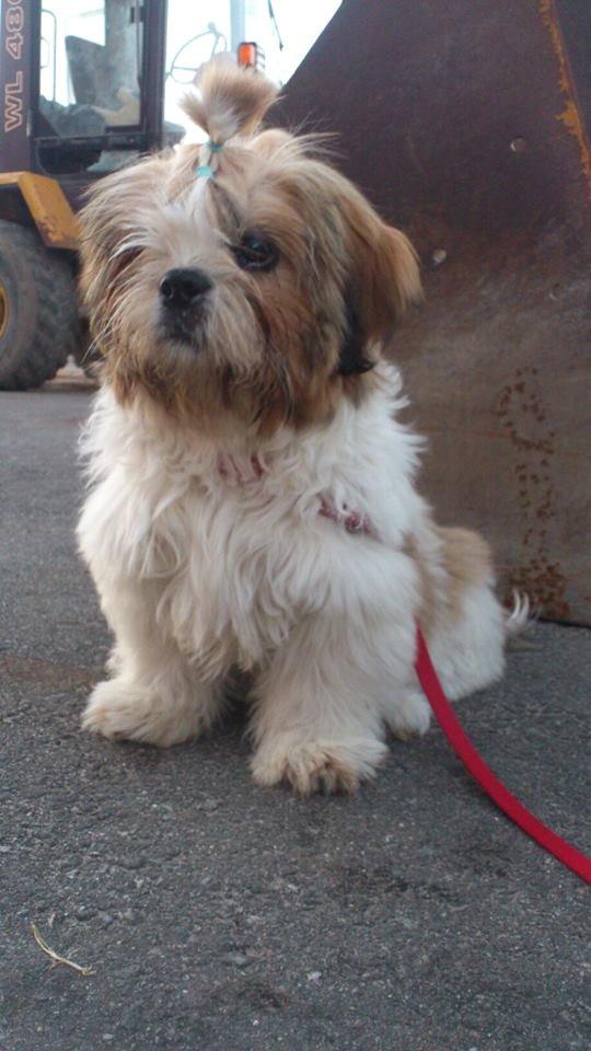 Shih tzu Flindts Darling Little Cille billede 17