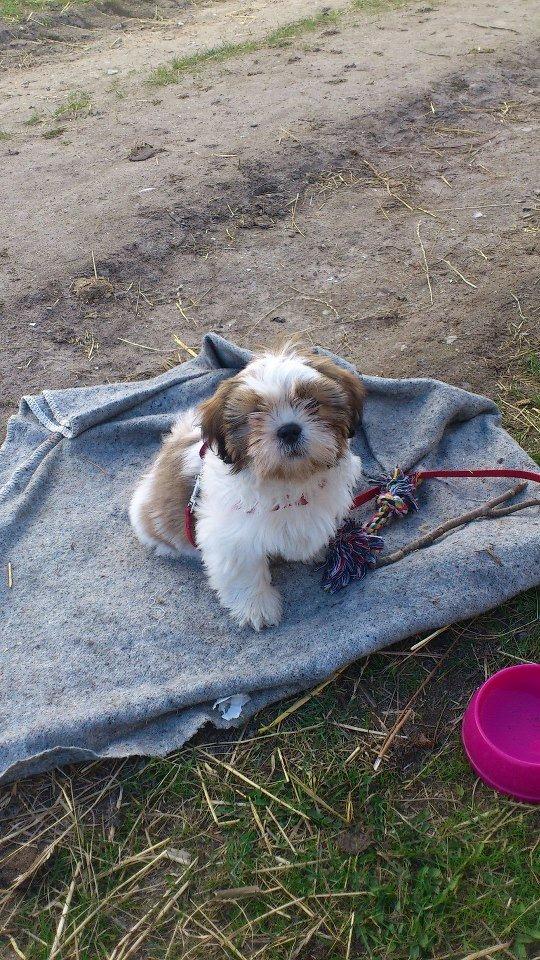 Shih tzu Flindts Darling Little Cille billede 18