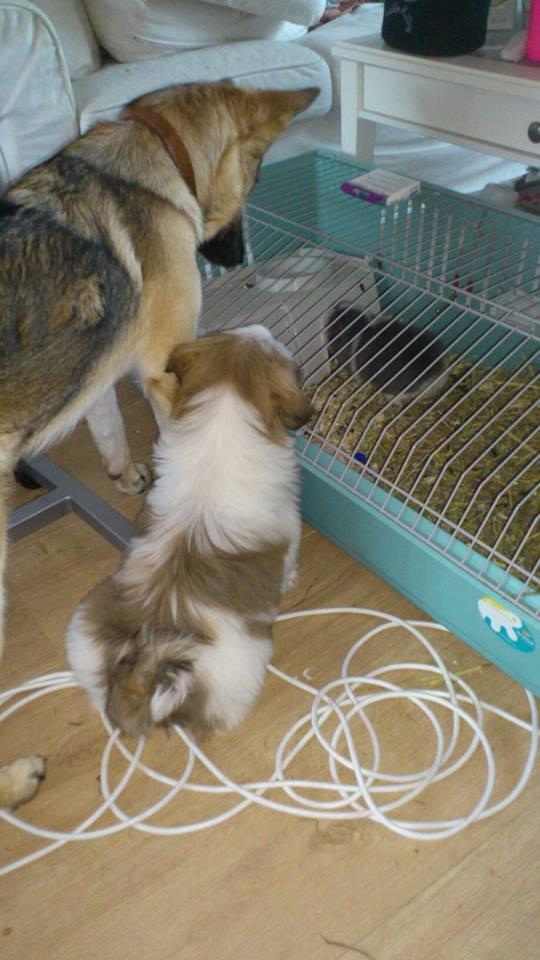 Shih tzu Flindts Darling Little Cille - Freja og Cille kigger på Oscar :D billede 19