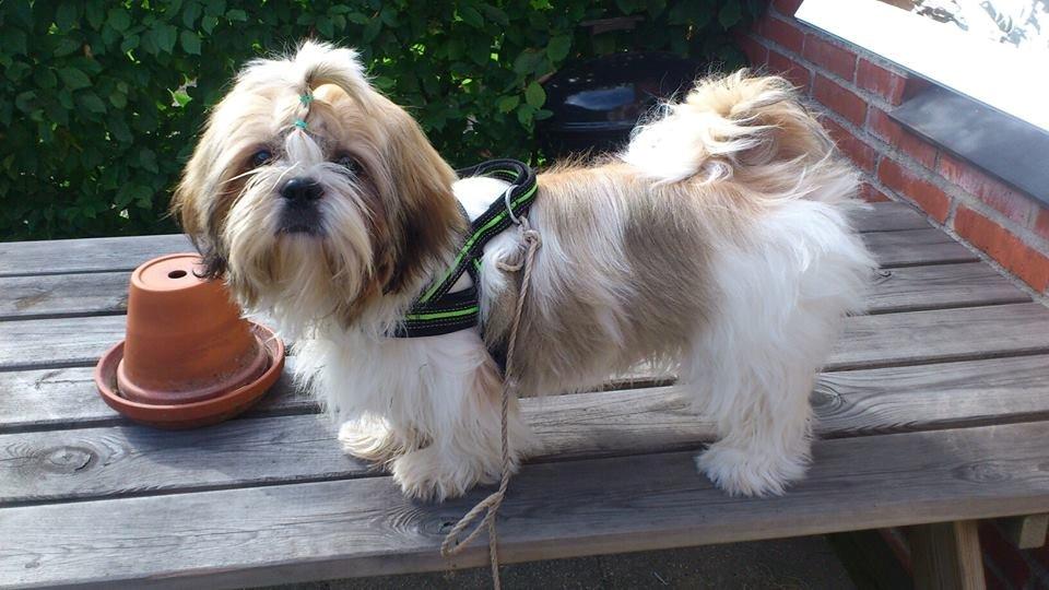 Shih tzu Flindts Darling Little Cille billede 20
