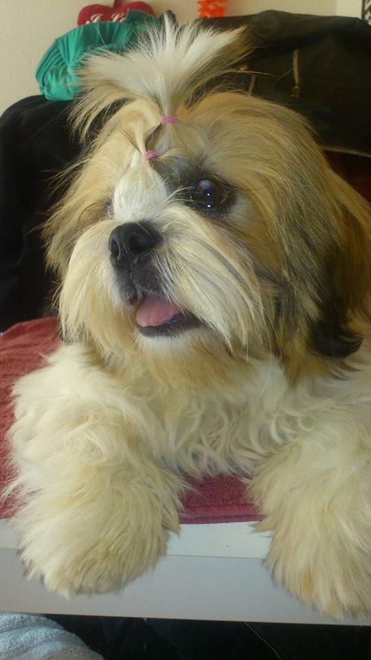 Shih tzu Flindts Darling Little Cille billede 21
