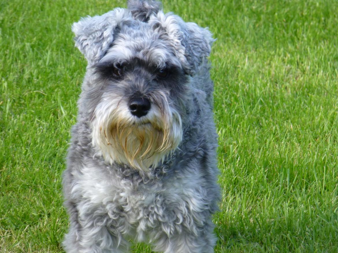 Dvaergschnauzer *FNUGGI* billede 4