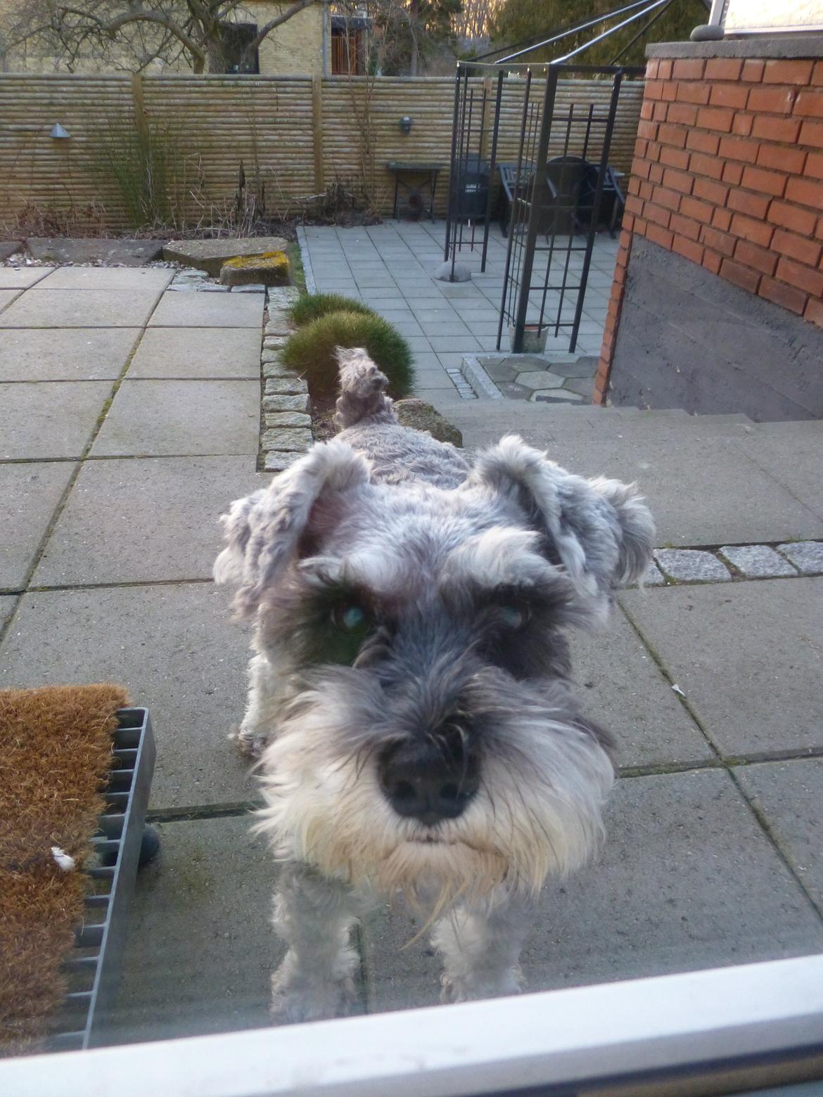 Dvaergschnauzer *FNUGGI* billede 5