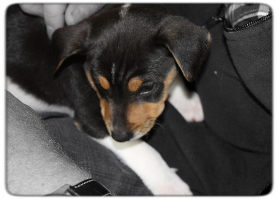 Dansk svensk gaardhund Otto billede 2