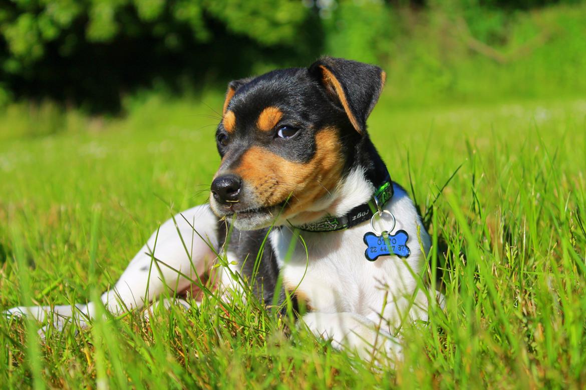 Dansk svensk gaardhund Otto billede 3