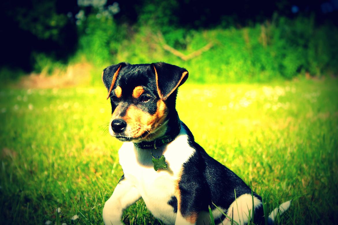 Dansk svensk gaardhund Otto billede 4