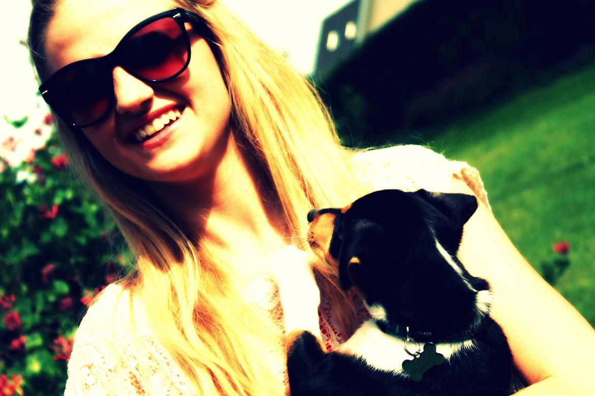 Dansk svensk gaardhund Otto billede 5