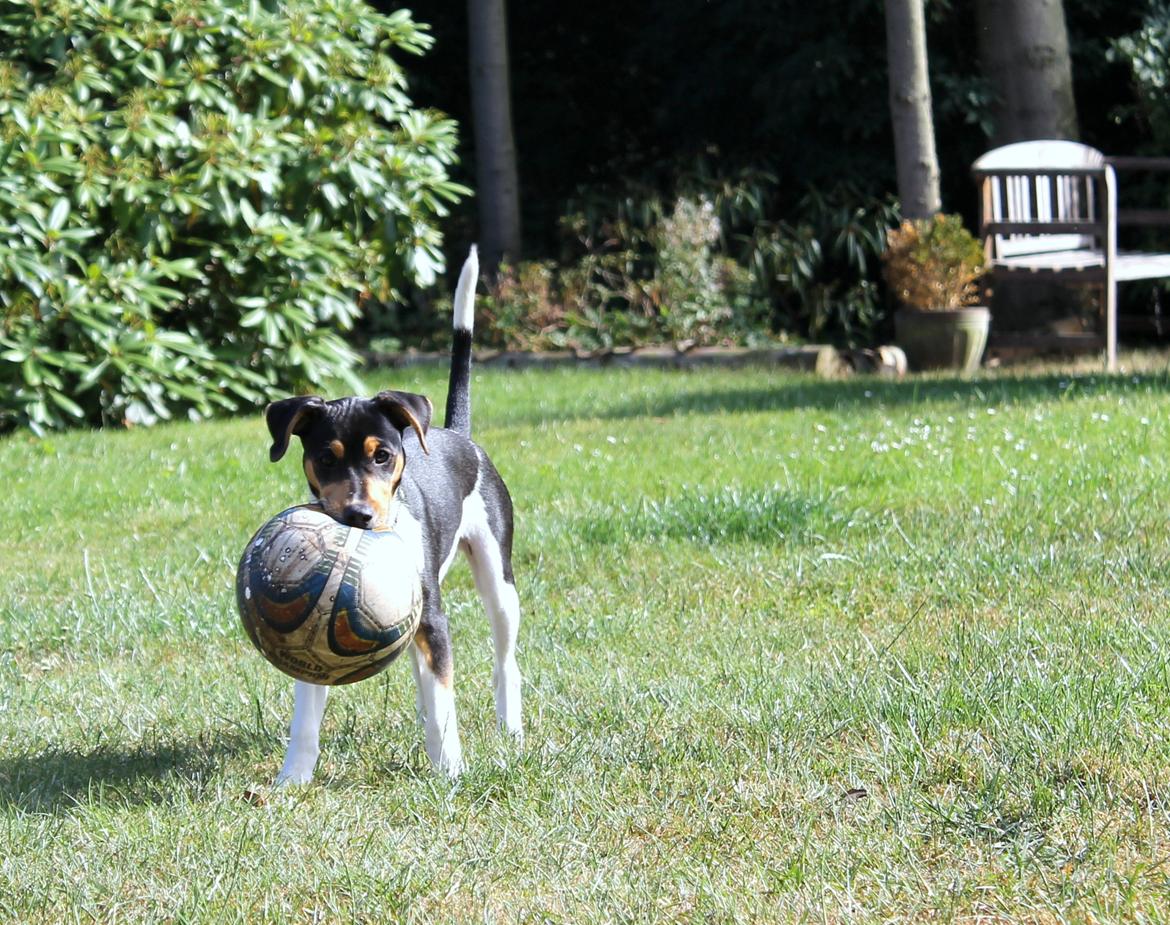 Dansk svensk gaardhund Otto billede 6