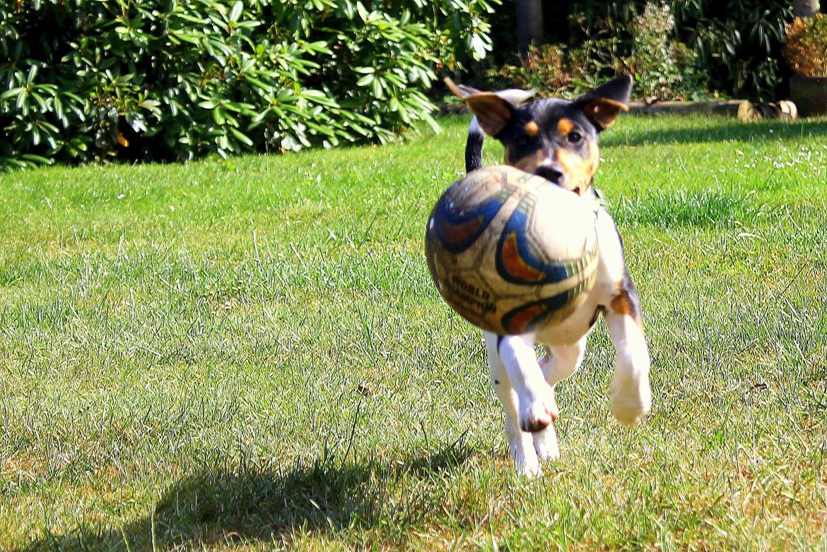 Dansk svensk gaardhund Otto billede 7