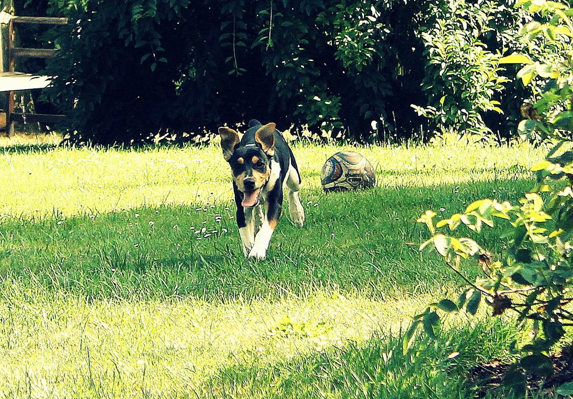 Dansk svensk gaardhund Otto billede 8