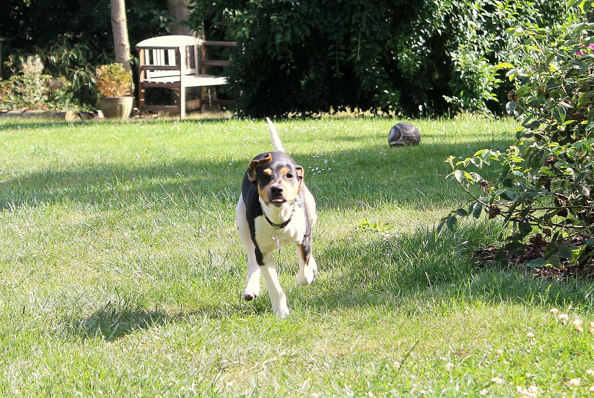 Dansk svensk gaardhund Otto billede 9
