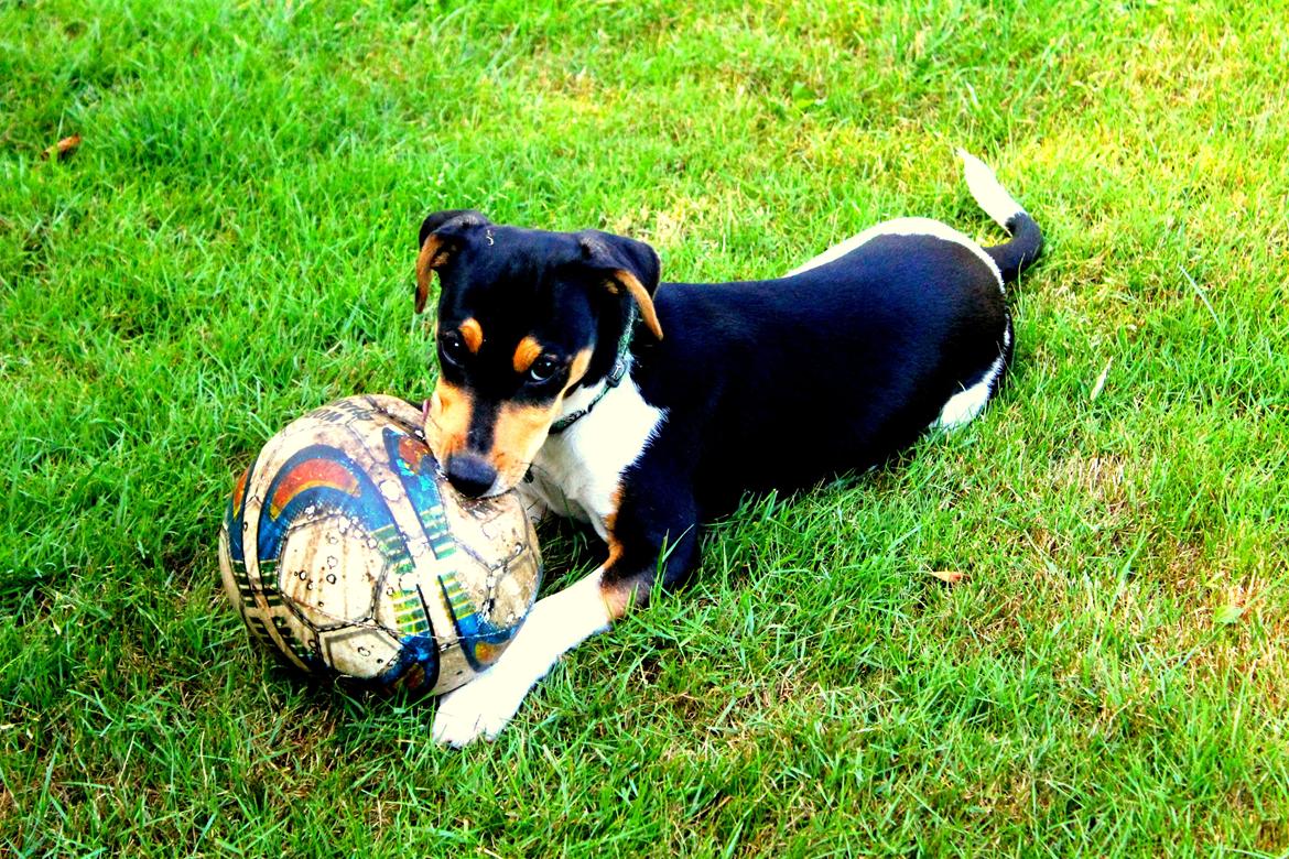 Dansk svensk gaardhund Otto billede 1